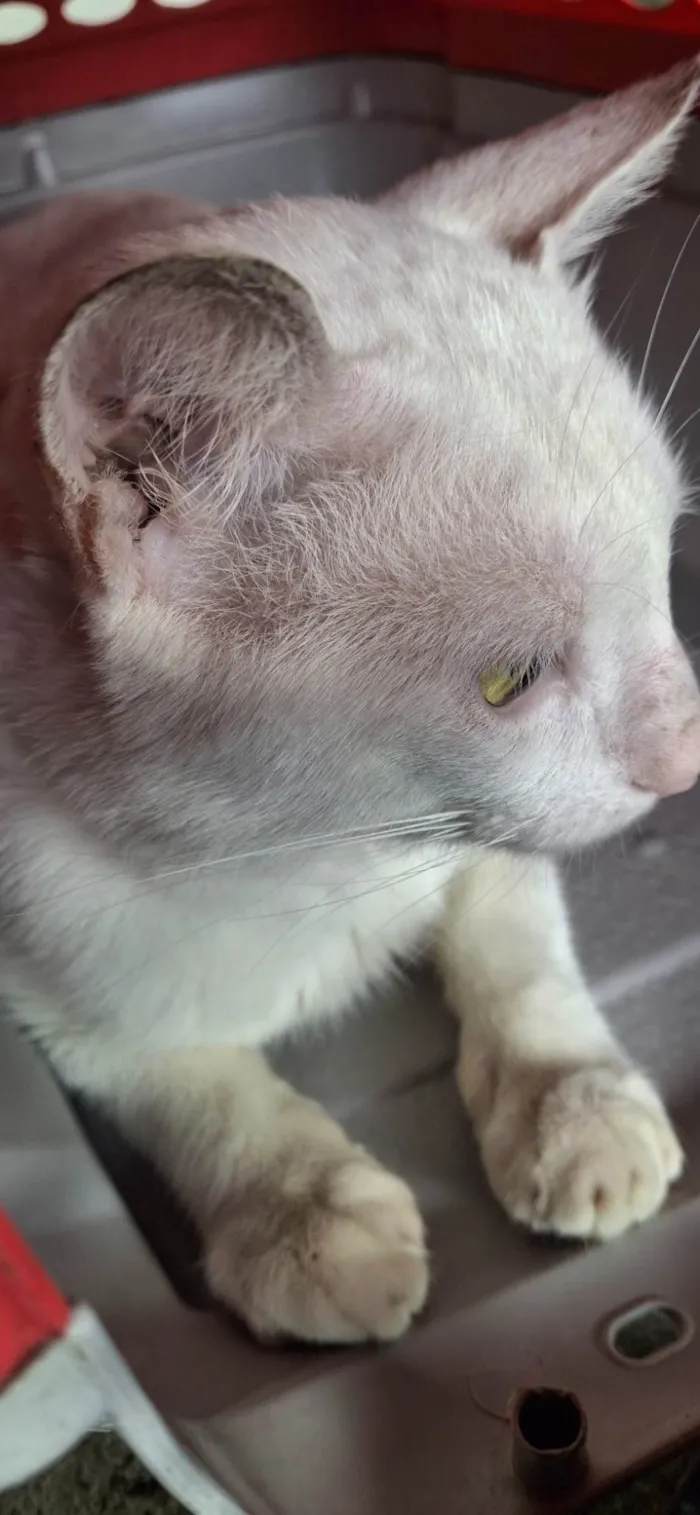Gato ra a SRD-ViraLata idade 3 anos nome Fred 