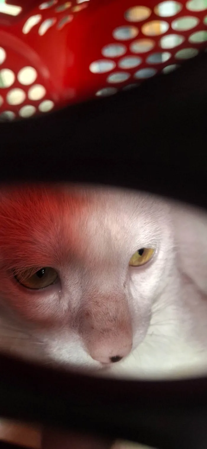 Gato ra a SRD-ViraLata idade 3 anos nome Fred 