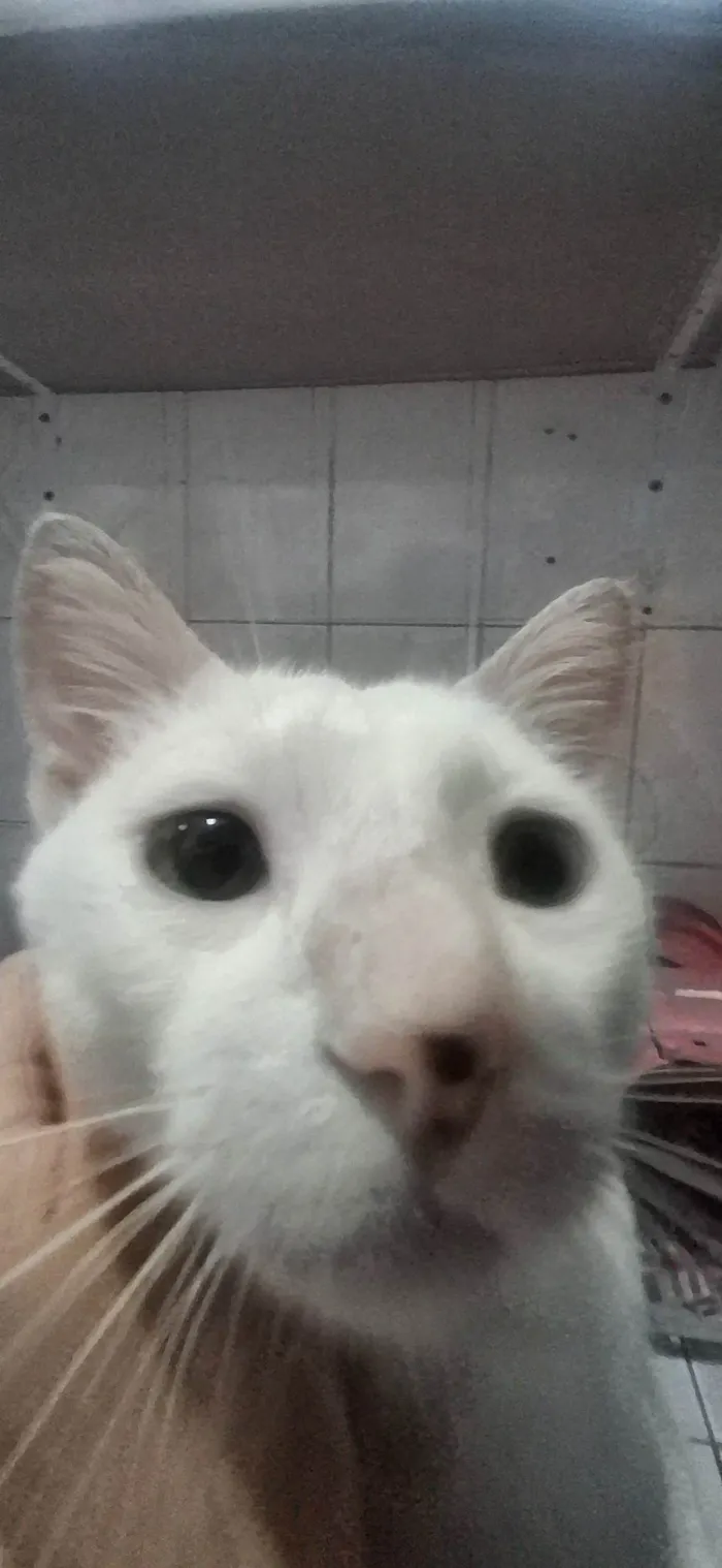 Gato ra a SRD-ViraLata idade 3 anos nome Fred 
