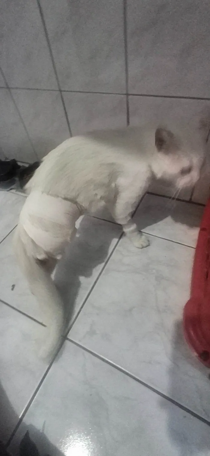 Gato ra a SRD-ViraLata idade 3 anos nome Fred 
