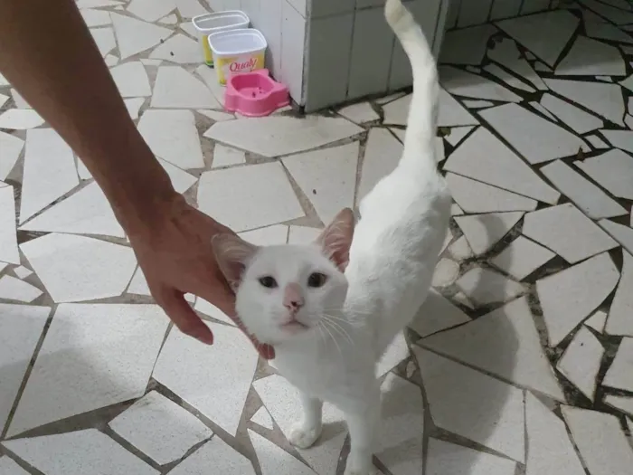 Gato ra a SRD-ViraLata idade 3 anos nome Fred 