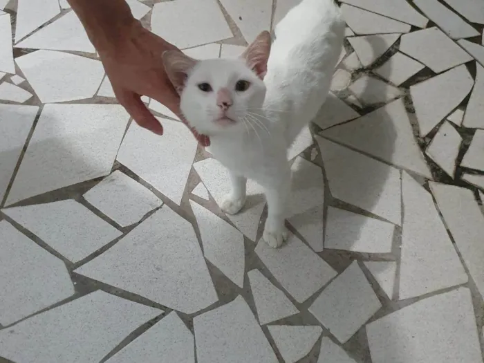 Gato ra a SRD-ViraLata idade 3 anos nome Fred 