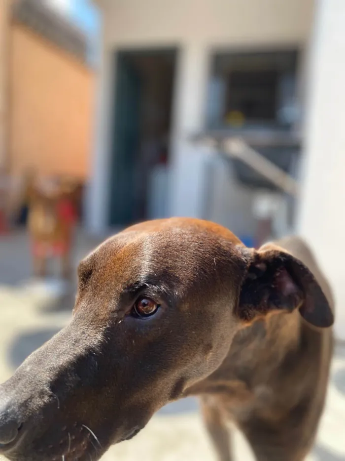 Cachorro ra a SRD-ViraLata idade 2 a 6 meses nome Black 