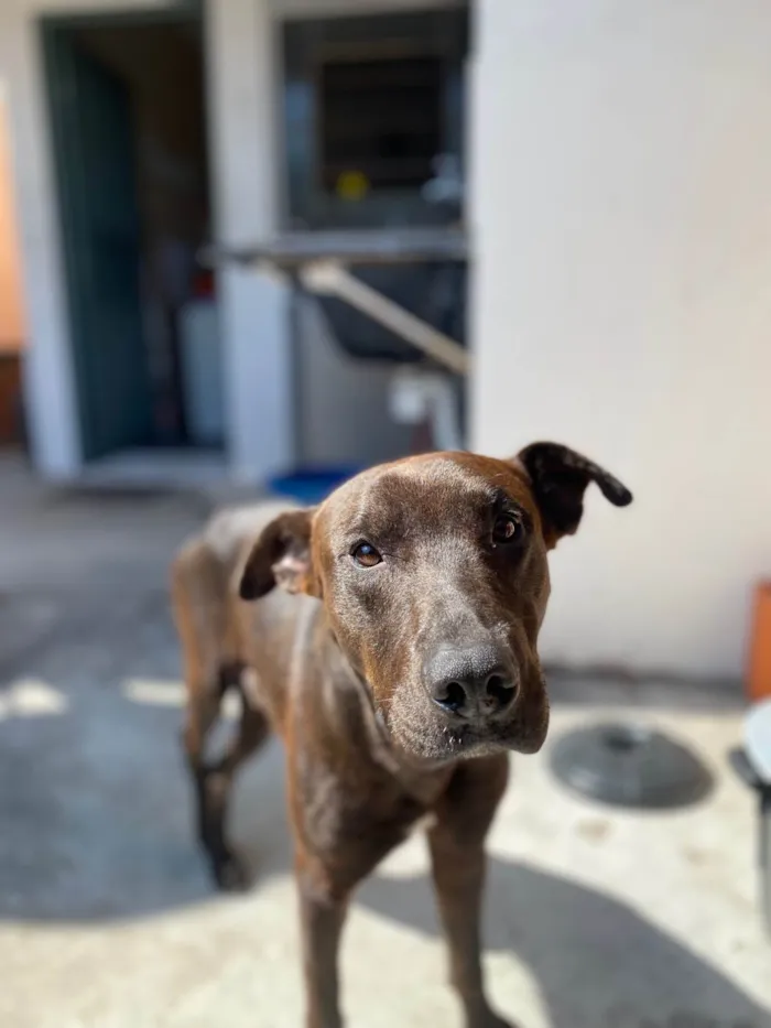 Cachorro ra a SRD-ViraLata idade 2 a 6 meses nome Black 
