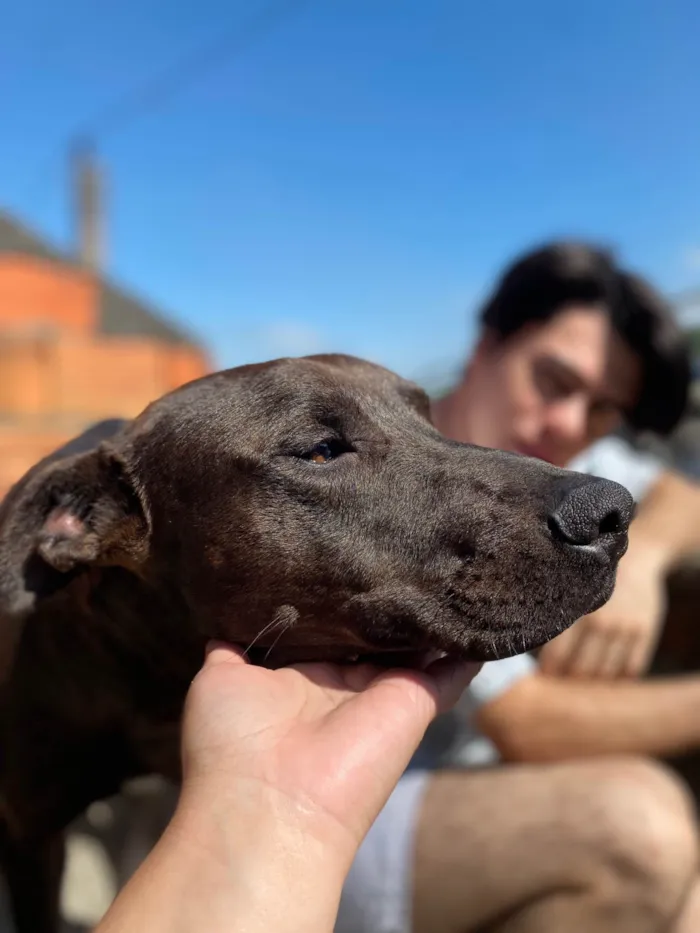 Cachorro ra a SRD-ViraLata idade 2 a 6 meses nome Black 