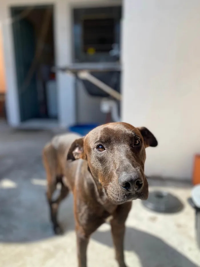 Cachorro ra a SRD-ViraLata idade 2 a 6 meses nome Black 