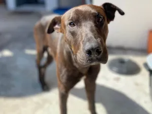 Cachorro raça SRD-ViraLata idade 2 a 6 meses nome Black 