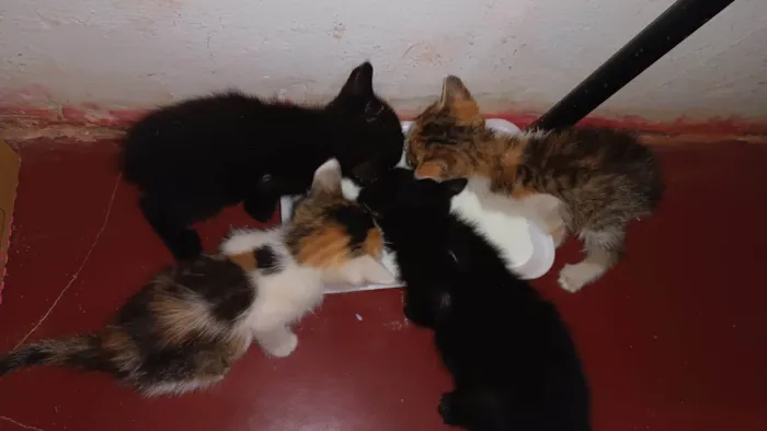 Gato ra a SRD-ViraLata idade Abaixo de 2 meses nome GABRIELA MARQUES FERREIRA