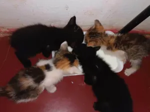 Gato raça SRD-ViraLata idade Abaixo de 2 meses nome GABRIELA MARQUES FERREIRA
