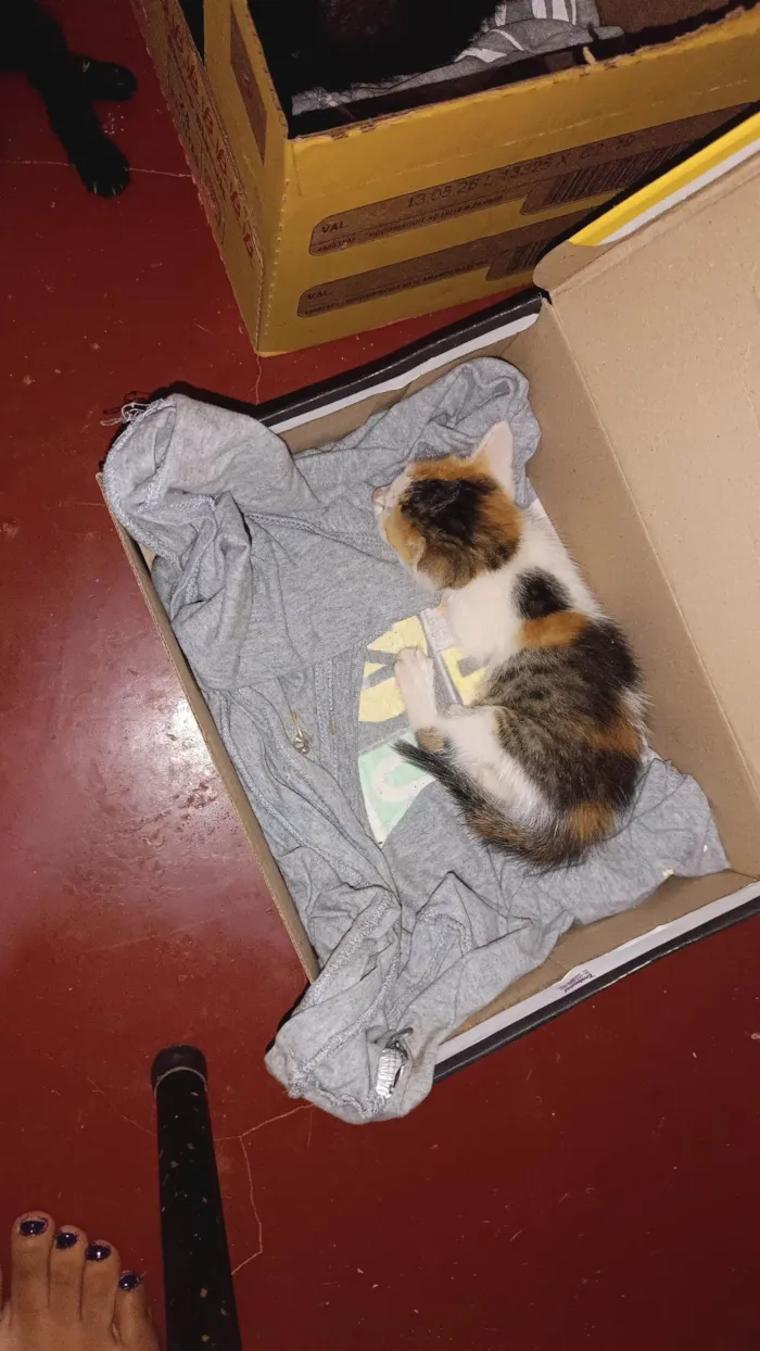 Gato ra a SRD-ViraLata idade Abaixo de 2 meses nome GABRIELA MARQUES FERREIRA