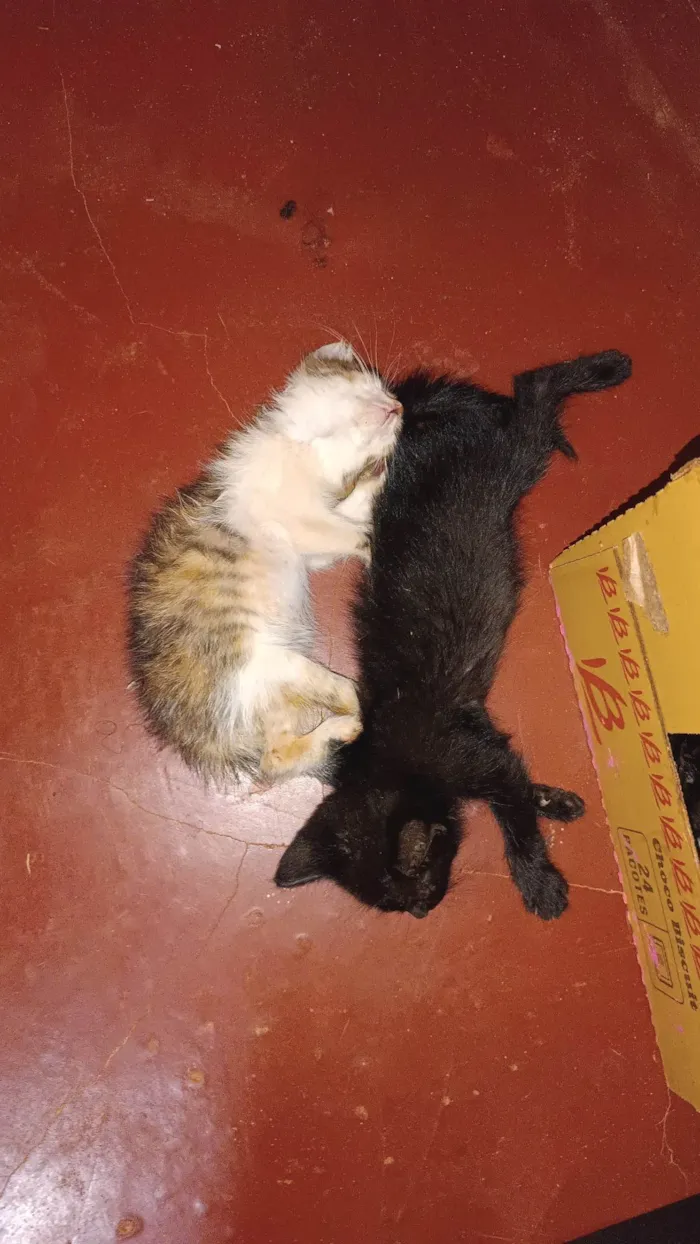 Gato ra a SRD-ViraLata idade Abaixo de 2 meses nome GABRIELA MARQUES FERREIRA