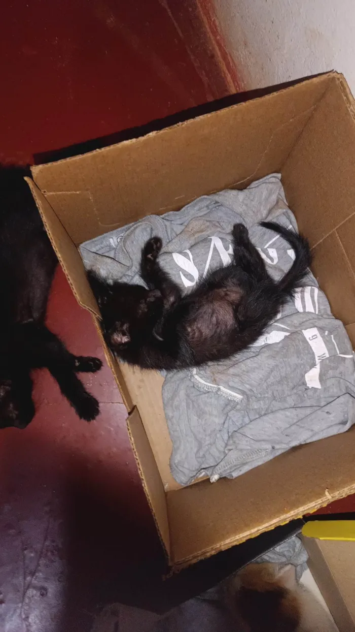 Gato ra a SRD-ViraLata idade Abaixo de 2 meses nome GABRIELA MARQUES FERREIRA