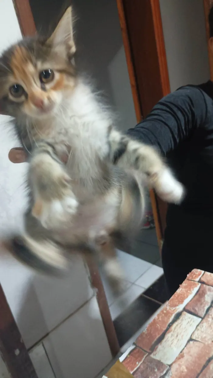Gato ra a SRD-ViraLata idade 2 a 6 meses nome Sem nome 