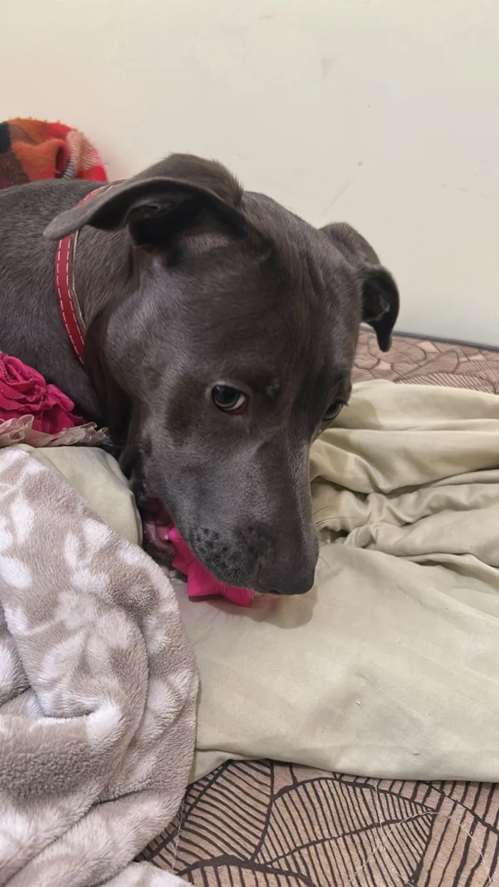 Cachorro ra a Pit-Bull idade 1 ano nome Brisa Fernanda 