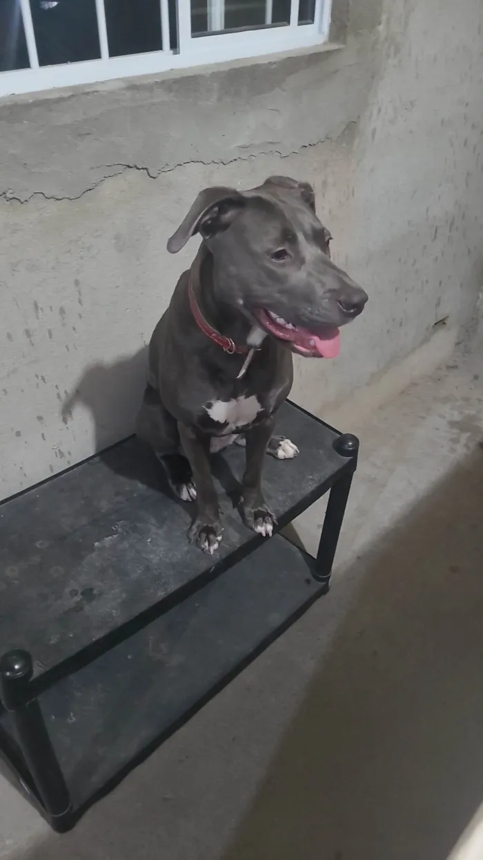 Cachorro ra a Pit-Bull idade 1 ano nome Brisa Fernanda 