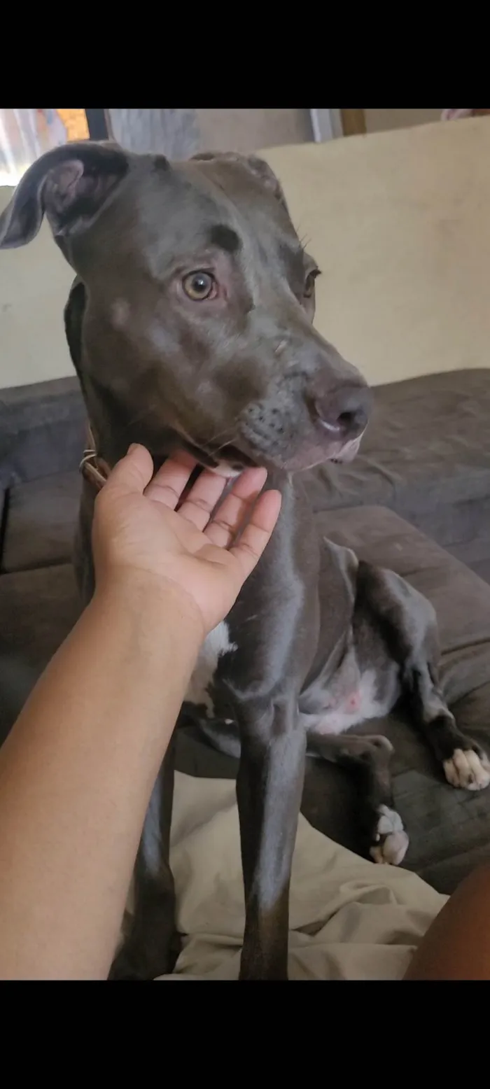 Cachorro ra a Pit-Bull idade 1 ano nome Brisa Fernanda 