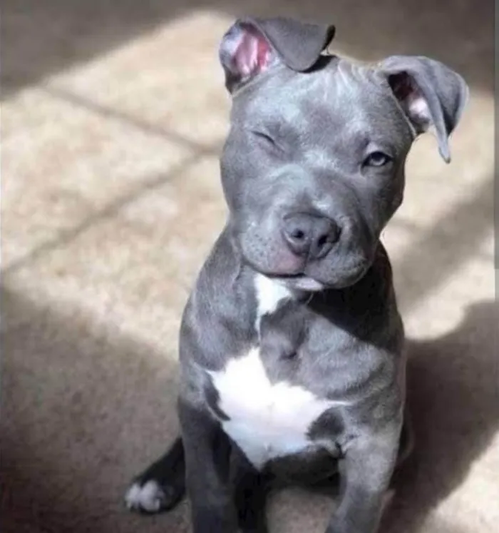 Cachorro ra a Pit-Bull idade 1 ano nome Brisa Fernanda 