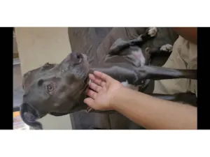 Cachorro raça Pit-Bull idade 1 ano nome Brisa Fernanda 