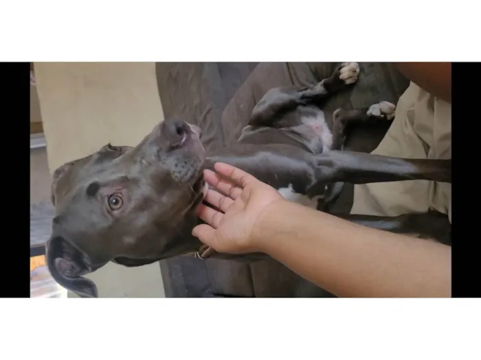 Cachorro ra a Pit-Bull idade 1 ano nome Brisa Fernanda 
