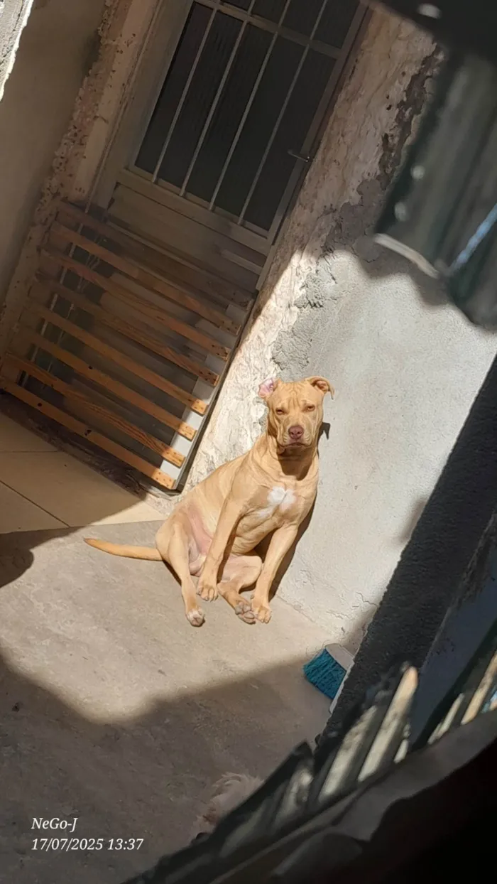 Cachorro ra a Pit-Bull idade 7 a 11 meses nome Não tem nome 