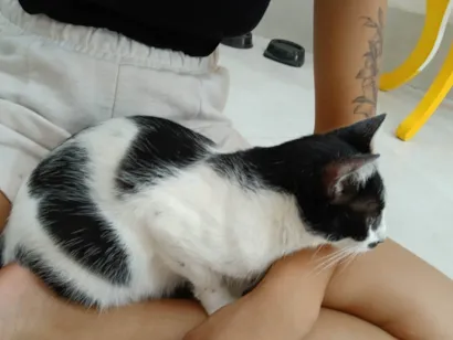 Gato raça SRD-ViraLata idade 1 ano nome Serena 