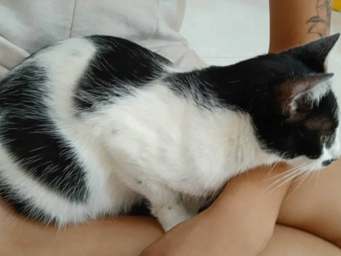 Gato ra a SRD-ViraLata idade 1 ano nome Serena 