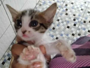 Gato raça SRD-ViraLata idade Abaixo de 2 meses nome São duas princesas