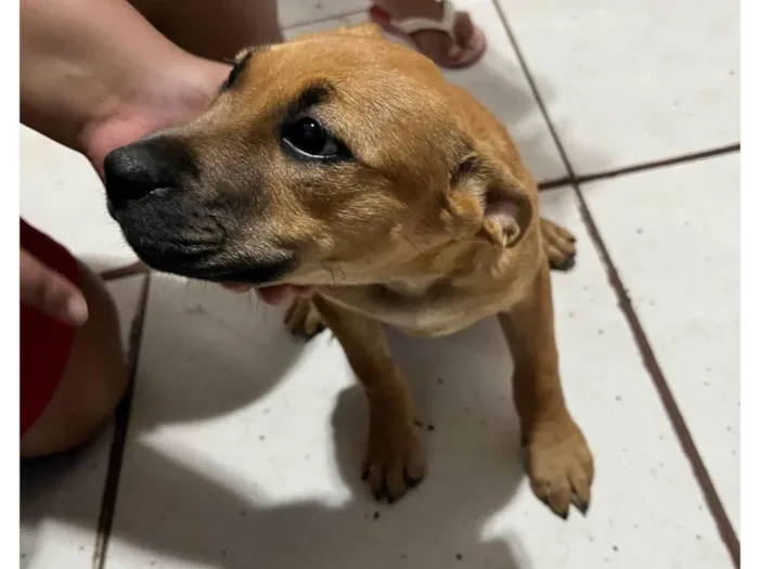Cachorro ra a Pit-Bull idade 2 a 6 meses nome sem nome