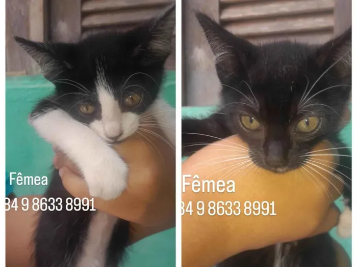 Gato ra a SRD-ViraLata idade 2 a 6 meses nome Gatinhas fêmeas para adoção 