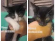 Gatinhas fêmeas para adoção