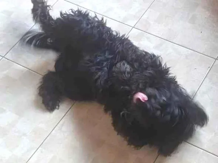 Cachorro ra a SRD-ViraLata idade 2 a 6 meses nome Falar com Eduardo - Whats 11 94904-7044
