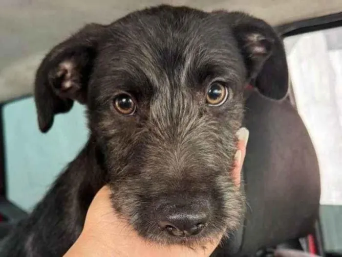 Cachorro ra a SRD-ViraLata idade 2 a 6 meses nome Falar com Ingrid - Whats 11 95082-7071
