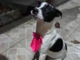 Nina (nome escolhido por mim)