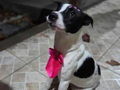 Cachorro raça SRD-ViraLata idade 1 ano nome Nina (nome escolhido por mim)