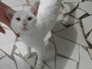 Gato raça SRD-ViraLata idade 3 anos nome Fred 