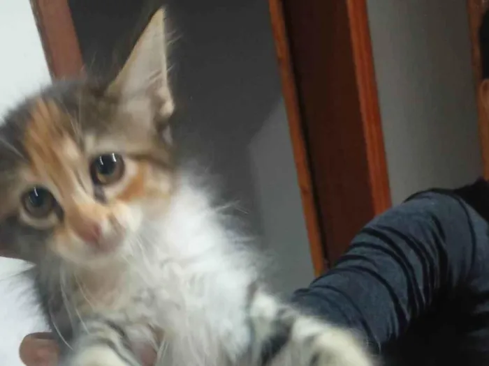 Gato ra a SRD-ViraLata idade 2 a 6 meses nome Sem nome 