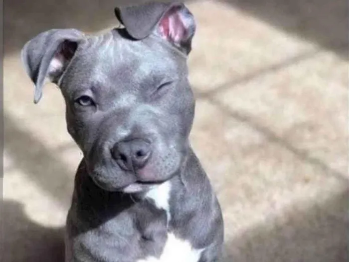 Cachorro ra a Pit-Bull idade 1 ano nome Brisa Fernanda 