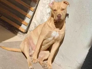 Cachorro raça Pit-Bull idade 7 a 11 meses nome Não tem nome 