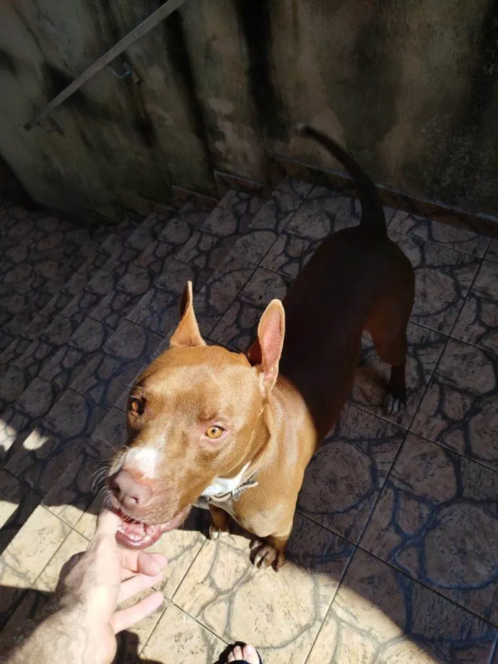 Cachorro ra a Pit-Bull idade 2 a 6 meses nome Falar com Claudio - Whats 11 96357-8117