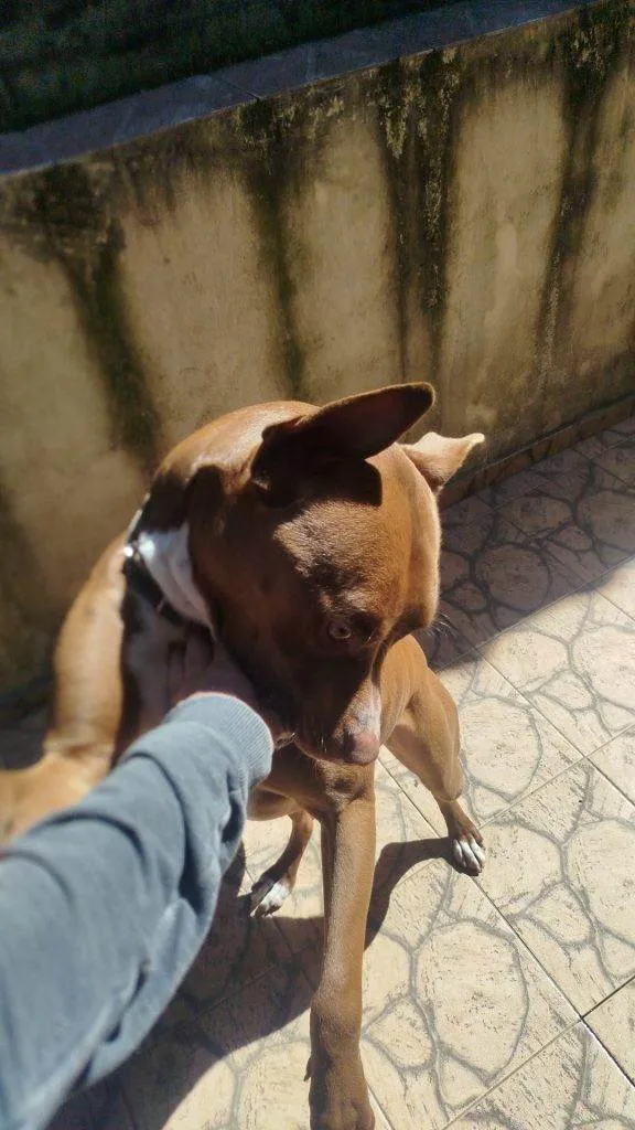 Cachorro ra a Pit-Bull idade 2 a 6 meses nome Falar com Claudio - Whats 11 96357-8117