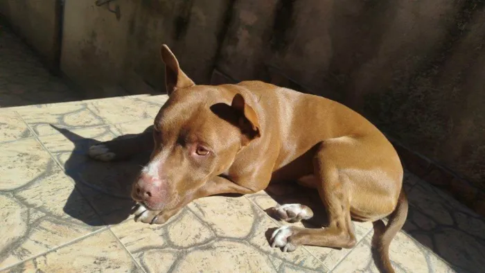 Cachorro ra a Pit-Bull idade 2 a 6 meses nome Falar com Claudio - Whats 11 96357-8117