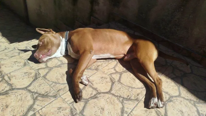 Cachorro ra a Pit-Bull idade 2 a 6 meses nome Falar com Claudio - Whats 11 96357-8117