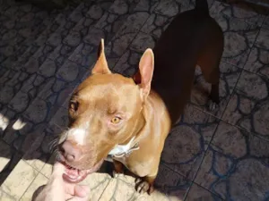 Cachorro raça Pit-Bull idade 2 a 6 meses nome Falar com Claudio - Whats 11 96357-8117