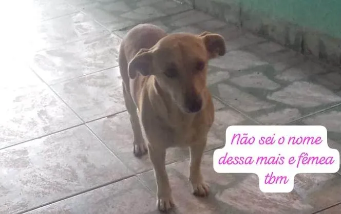 Cachorro ra a SRD-ViraLata idade 2 a 6 meses nome Falar com Maria - Whats 11 98744-2506