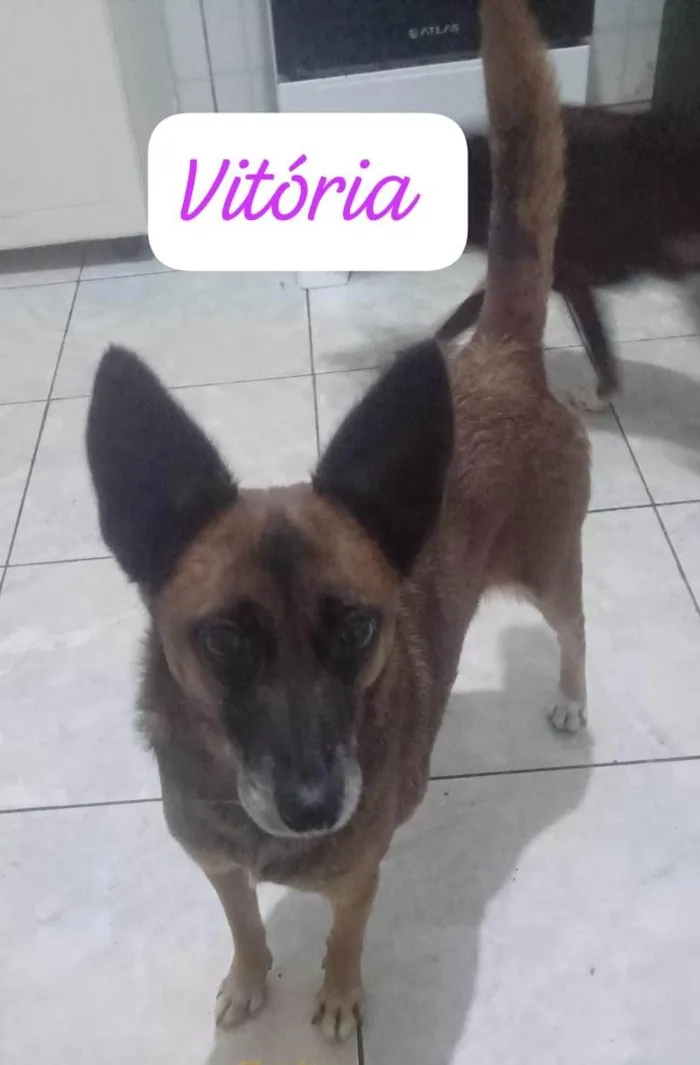 Cachorro ra a SRD-ViraLata idade 2 a 6 meses nome Falar com Maria - Whats 11 98744-2506