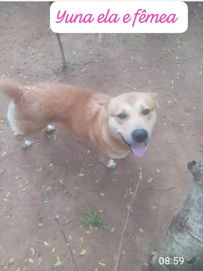 Cachorro ra a SRD-ViraLata idade 2 a 6 meses nome Falar com Maria - Whats 11 98744-2506