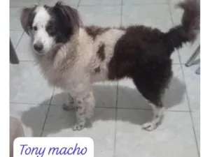 Cachorro raça SRD-ViraLata idade 2 a 6 meses nome Falar com Maria - Whats 11 98744-2506