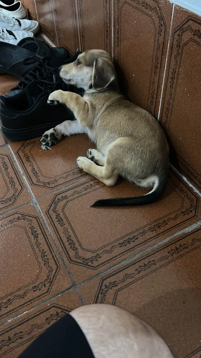 Cachorro ra a SRD-ViraLata idade 2 a 6 meses nome MEL