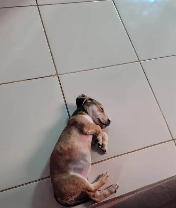 Cachorro ra a SRD-ViraLata idade 2 a 6 meses nome MEL