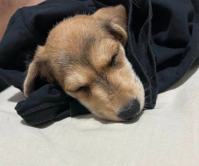 Cachorro ra a SRD-ViraLata idade 2 a 6 meses nome MEL